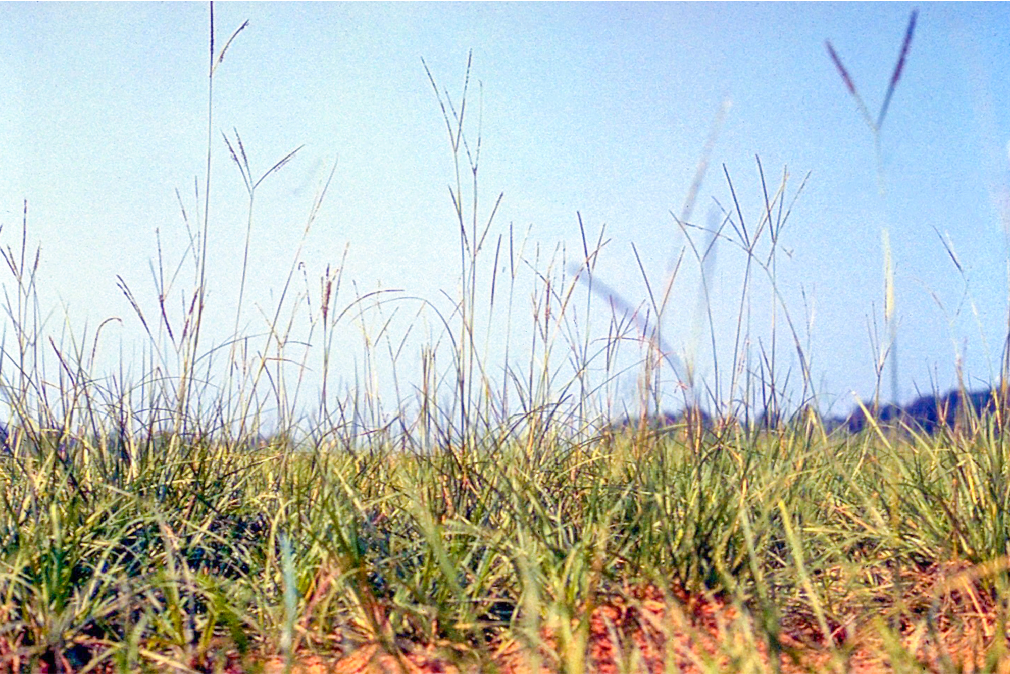 bahia-grass.jpg