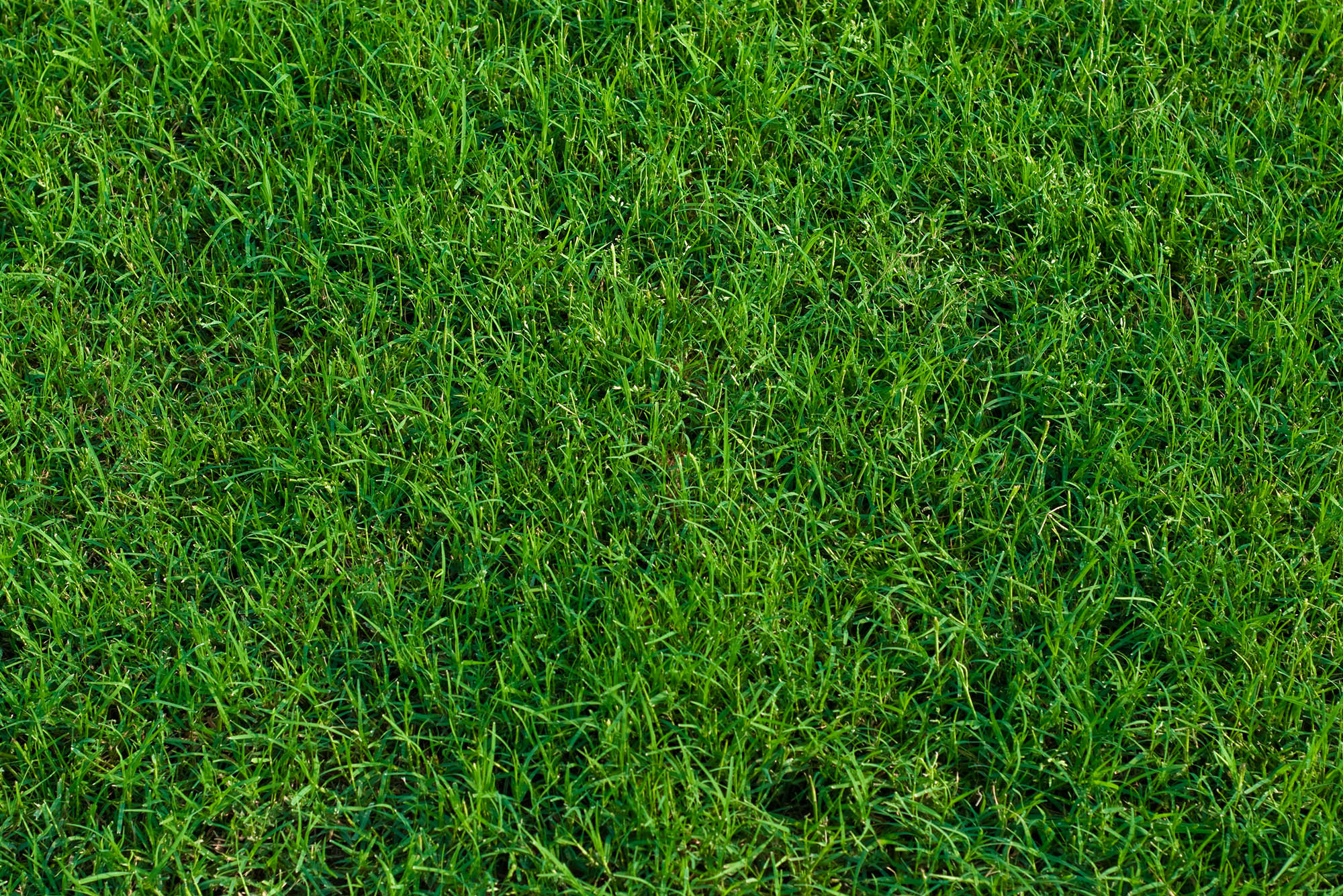 bermuda-grass.jpg