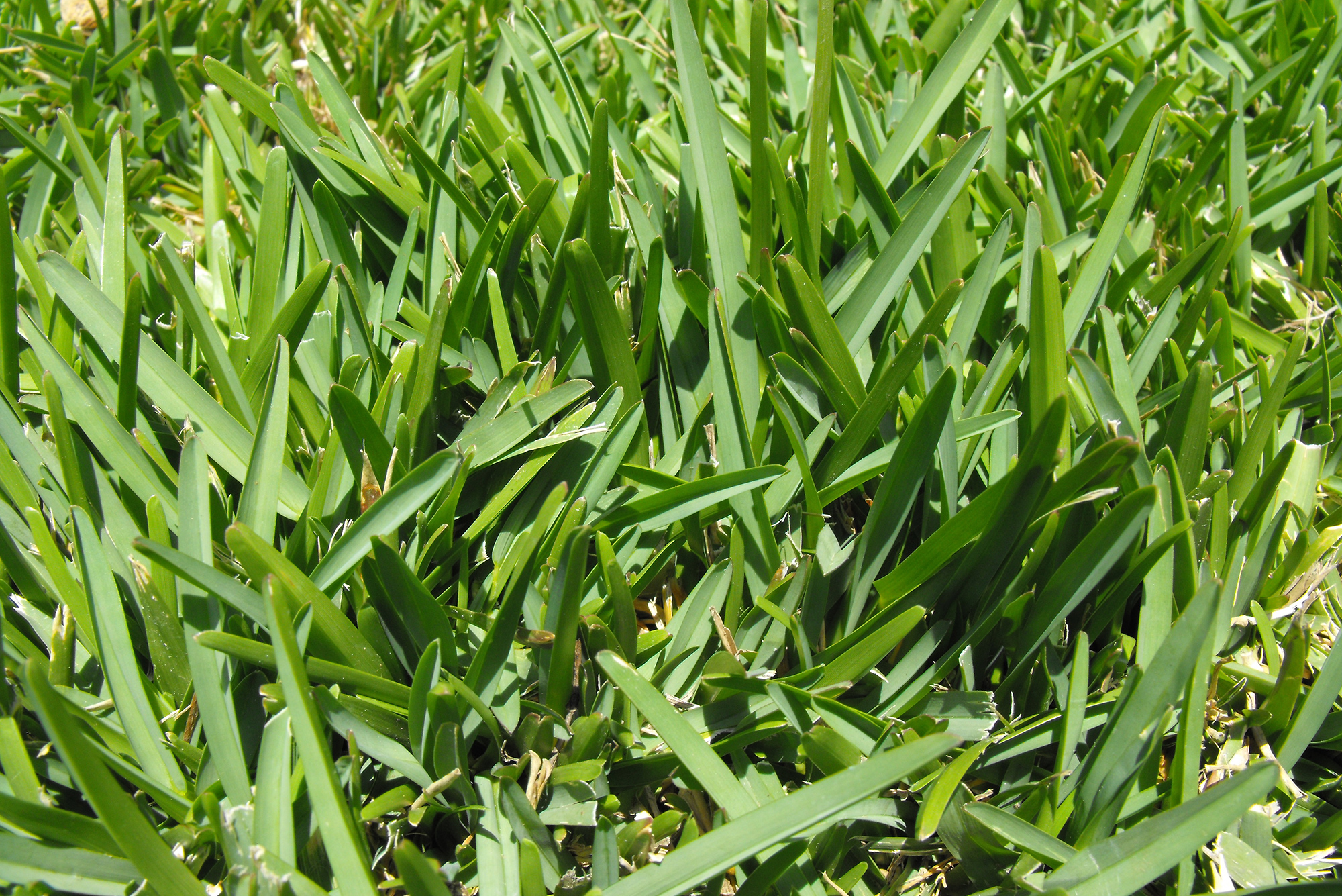staugustine-grass.jpg