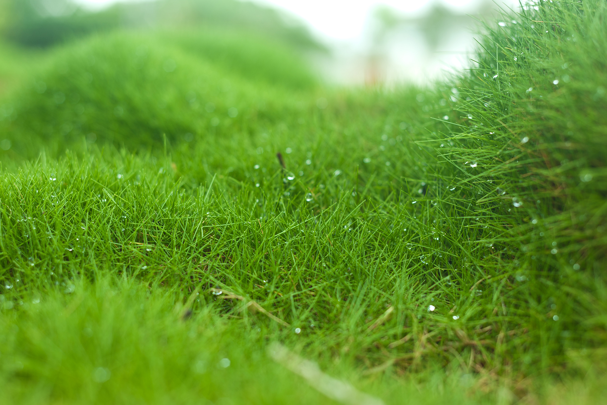 zoysia-grass.jpg
